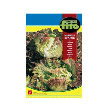 LECHUGA MARAVILLA DE VERANO