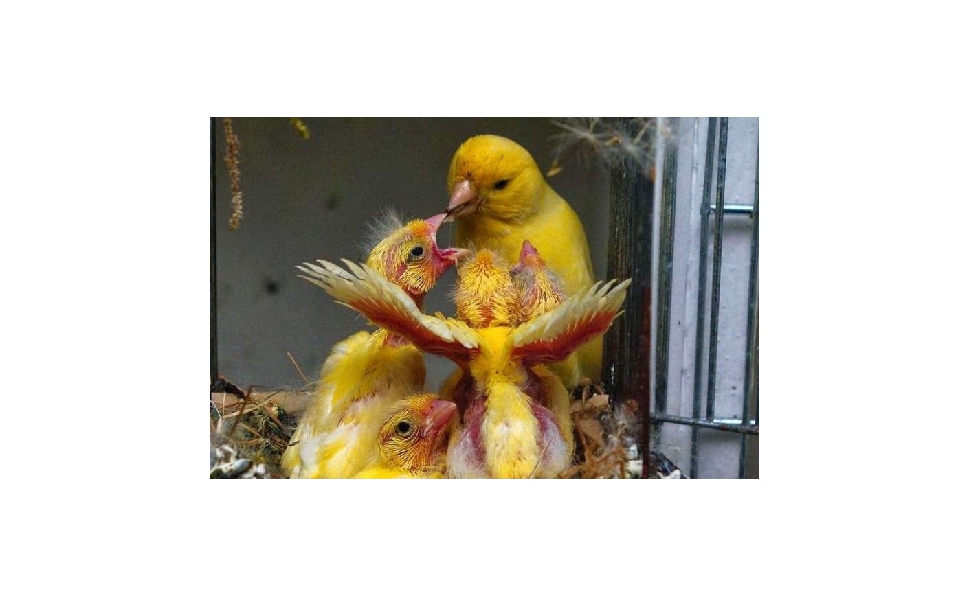 Cría de Aves